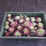 sempervivum babies