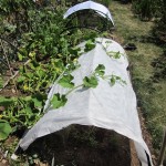 shade cloches