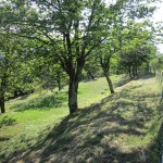 strimmed first terrace