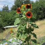 sunflower detail