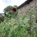 sunflowers