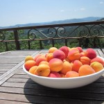 third apricot batch