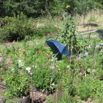 umbrella in the weeds