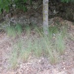 under walnut tree detail