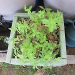 verbena cuttings