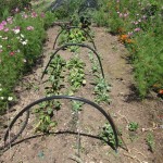 weeded beetroot