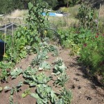 weeded cabbage 1