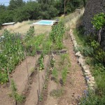 weeded potager