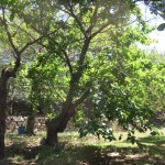 white mulberry tree in duck pond