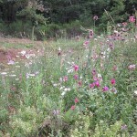 wildflowers at source