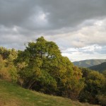 Mulberry autumn