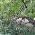 Mulberry tree 1