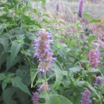 agastache detail