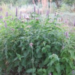 agastache mid aug