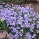 aster detail