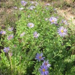 asters detail