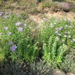 asters east garden