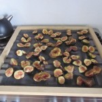 fig drying