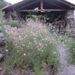 gaura looking to calabert