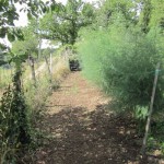 green manure sown