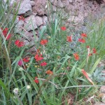 heleniums mid aug