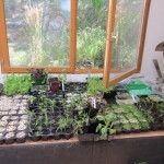 last plants potting shed