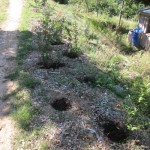 manure hedge