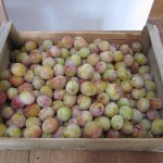 mirabelles for teo