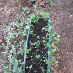 parsley potted up