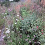 phlox in foreground