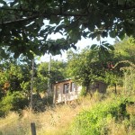 potting shed in trees