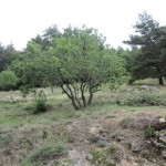 pruned holm oak