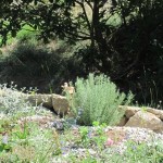 pruned lavender