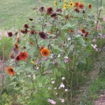 sunflowers second flush