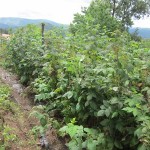 tied raspberries