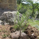 transplanted olive