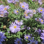 aster detail