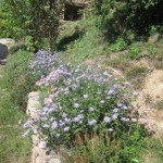 east garden asters