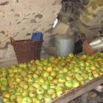 estelles apples