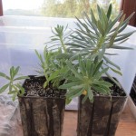 euphorbia transplants