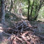 fenning wood in forest