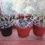 lavender cuttings