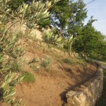 long view olive orchard