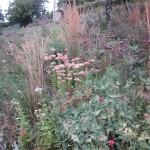 sedums and grasses