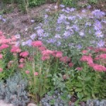 sedums and asters