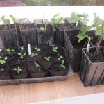 soft fruit bushes potted on