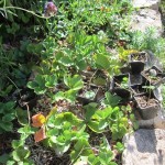 strawberries potted up