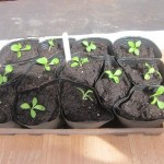 teasels potted up