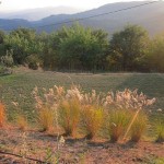 miscanthus autumn