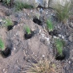 eragrostis planting